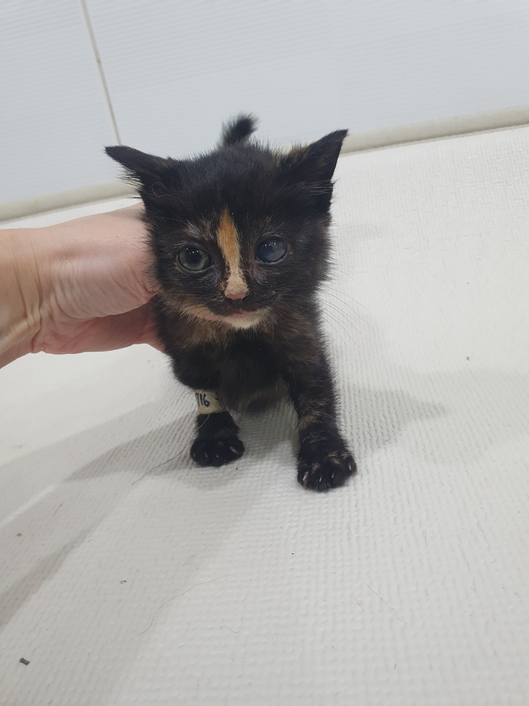 [고양이] 한국 고양이 대구-수성-2024-00716 유기동물 배경 이미지 입니다.